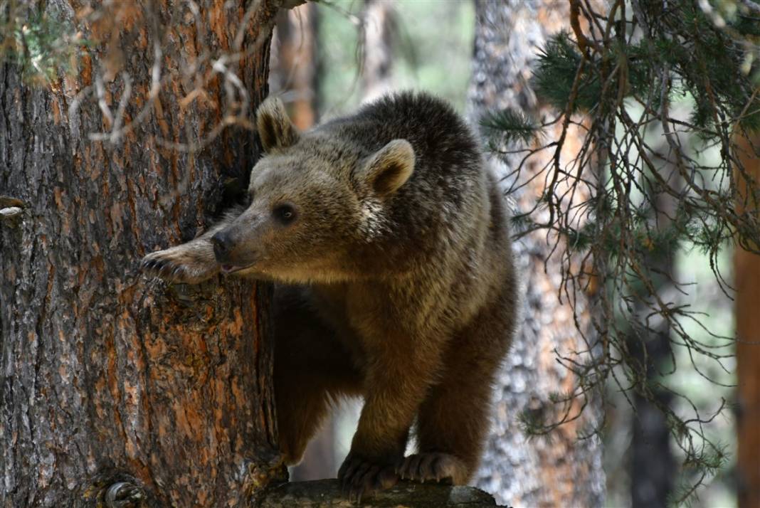 Dünyada tek! Kars'ta ortaya çıktılar 16