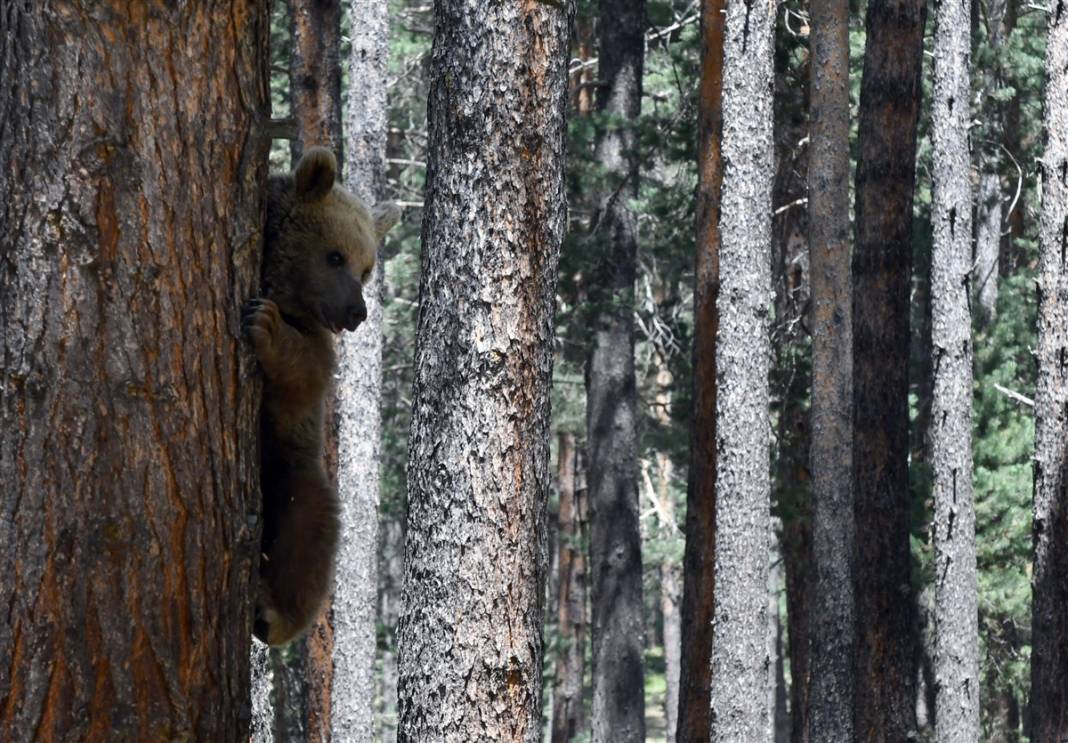 Dünyada tek! Kars'ta ortaya çıktılar 17