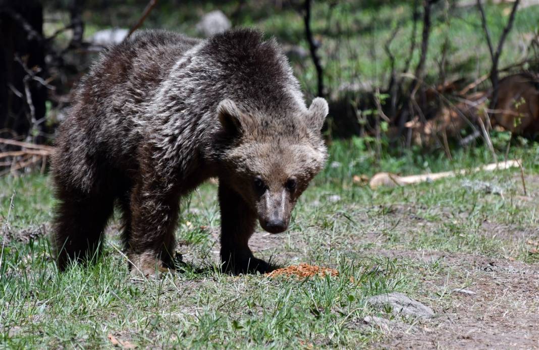 Dünyada tek! Kars'ta ortaya çıktılar 18