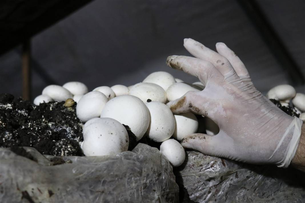 Devlet desteğiyle başladı! 'Beyaz altın' 35 milyon lira kazandırıyor 2