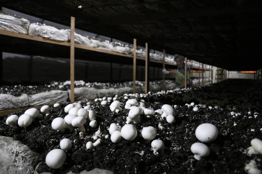 Devlet desteğiyle başladı! 'Beyaz altın' 35 milyon lira kazandırıyor 3