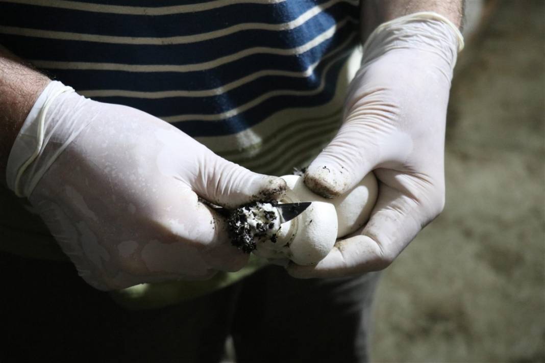 Devlet desteğiyle başladı! 'Beyaz altın' 35 milyon lira kazandırıyor 4