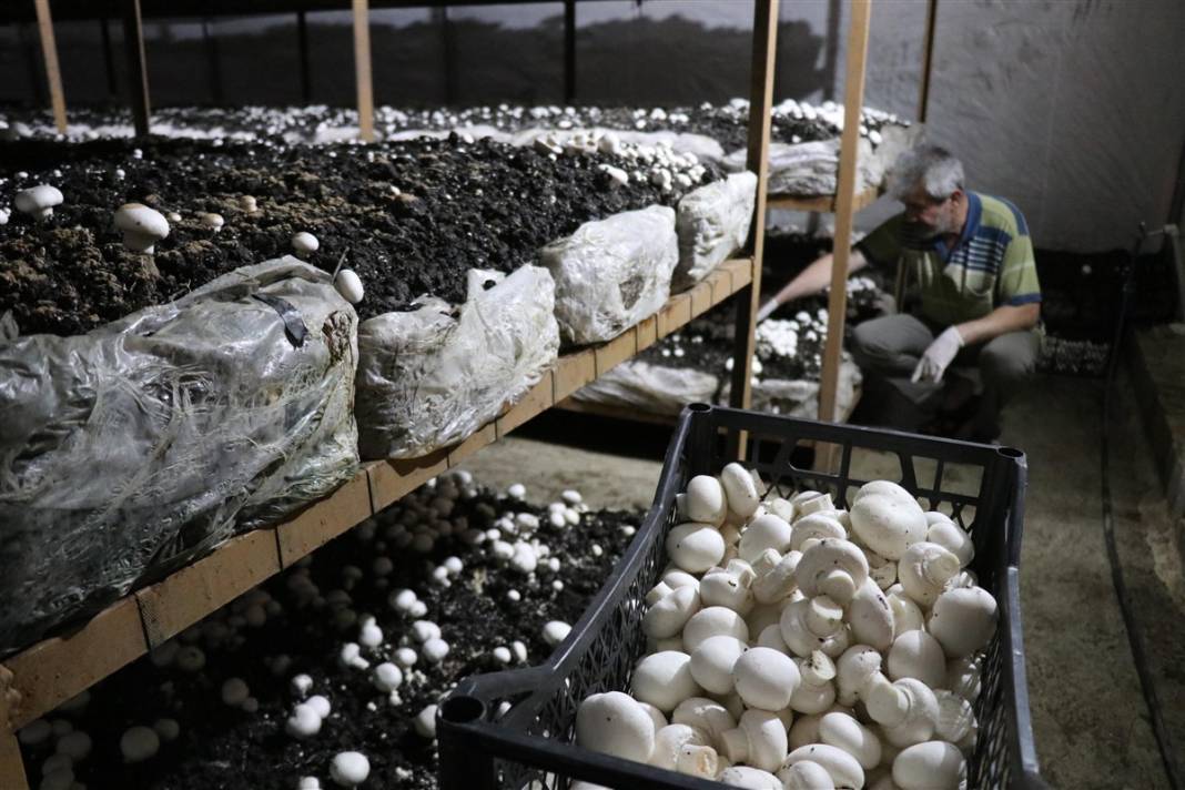 Devlet desteğiyle başladı! 'Beyaz altın' 35 milyon lira kazandırıyor 5