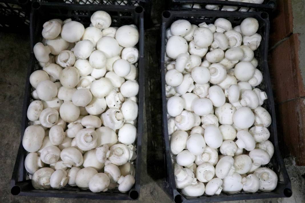 Devlet desteğiyle başladı! 'Beyaz altın' 35 milyon lira kazandırıyor 8