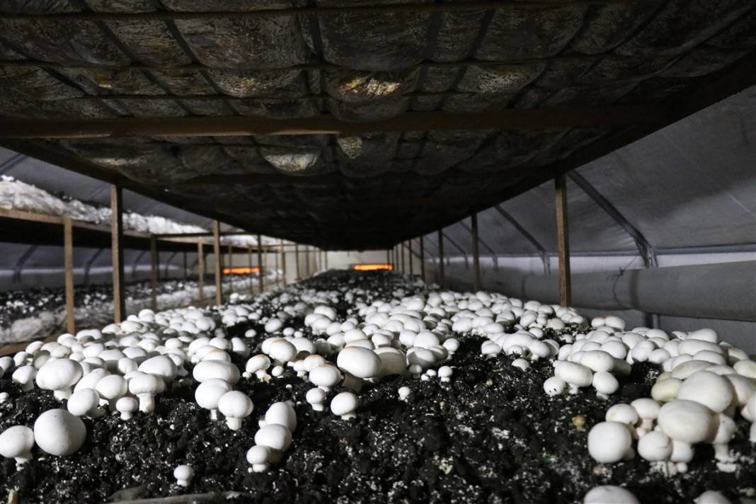 Devlet desteğiyle başladı! 'Beyaz altın' 35 milyon lira kazandırıyor 9