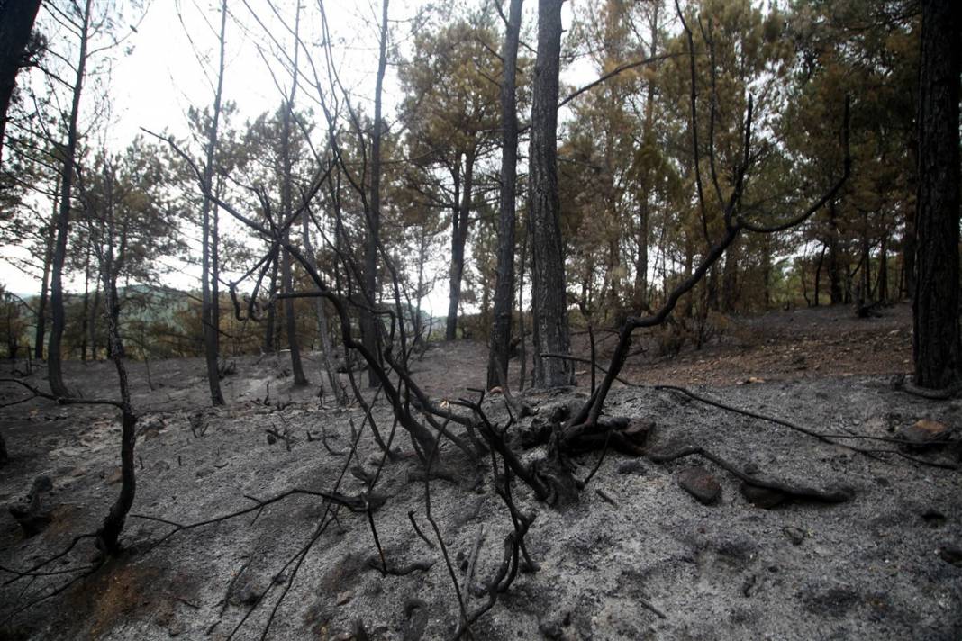 Kastamonu'da orman yangını: 11 hektar alan zarar gördü 1