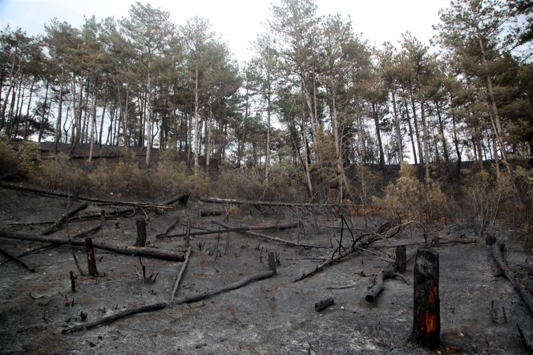 Kastamonu'da orman yangını: 11 hektar alan zarar gördü 2