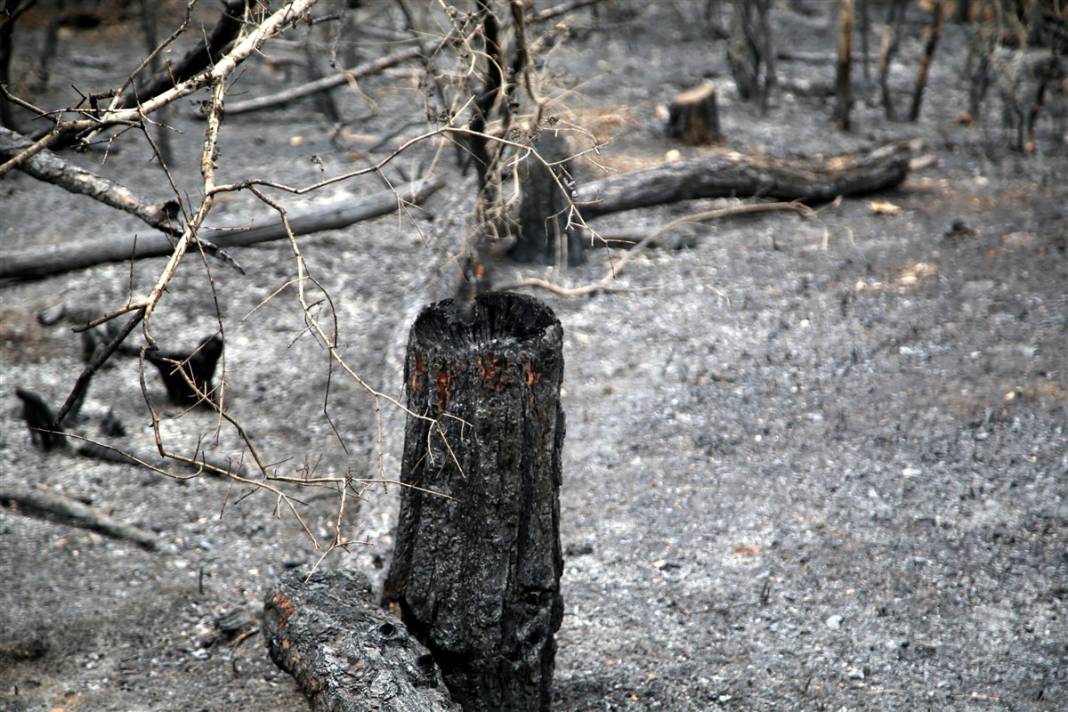 Kastamonu'da orman yangını: 11 hektar alan zarar gördü 3