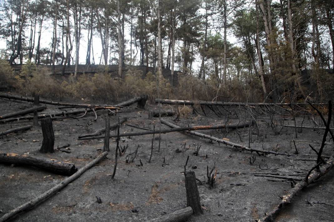 Kastamonu'da orman yangını: 11 hektar alan zarar gördü 4