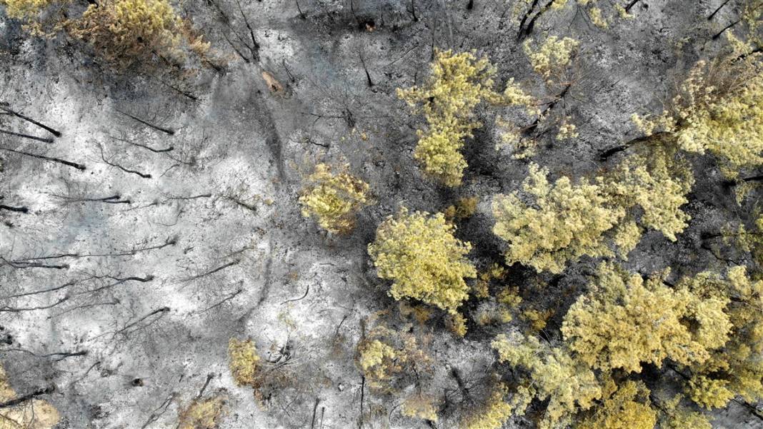 Kastamonu'da orman yangını: 11 hektar alan zarar gördü 12