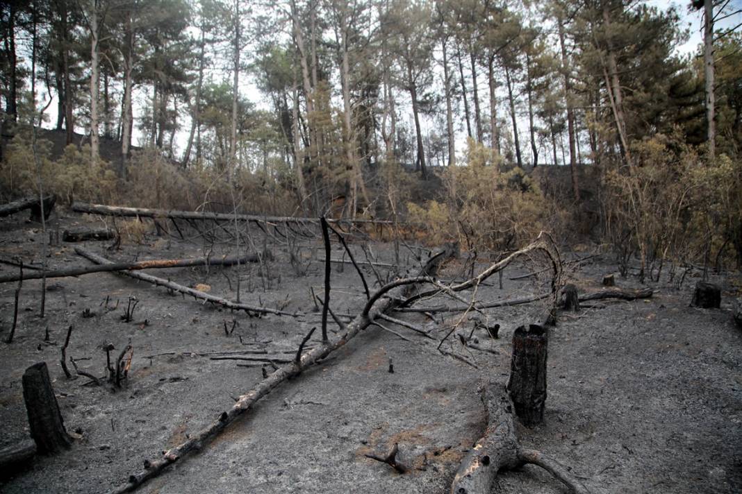 Kastamonu'da orman yangını: 11 hektar alan zarar gördü 14