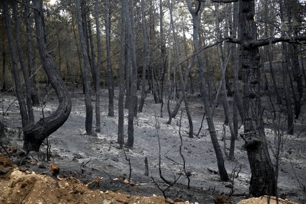 Kastamonu'da orman yangını: 11 hektar alan zarar gördü 15