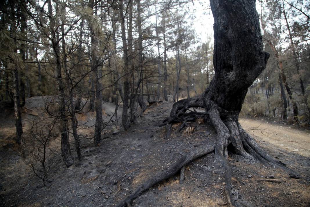 Kastamonu'da orman yangını: 11 hektar alan zarar gördü 16