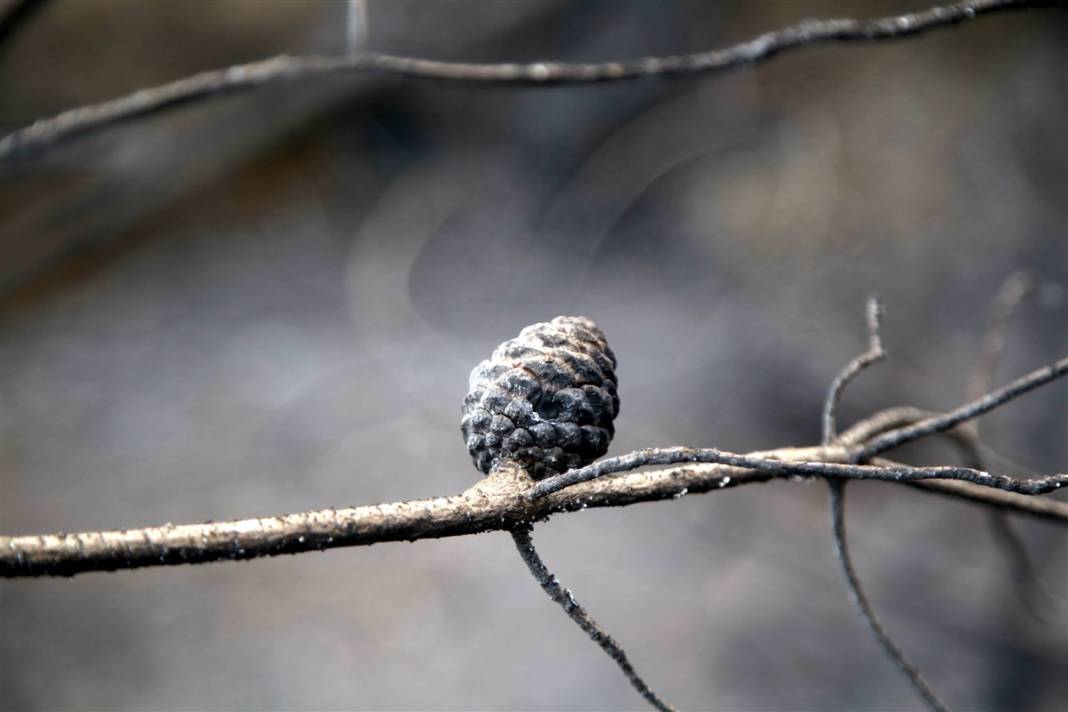Kastamonu'da orman yangını: 11 hektar alan zarar gördü 17
