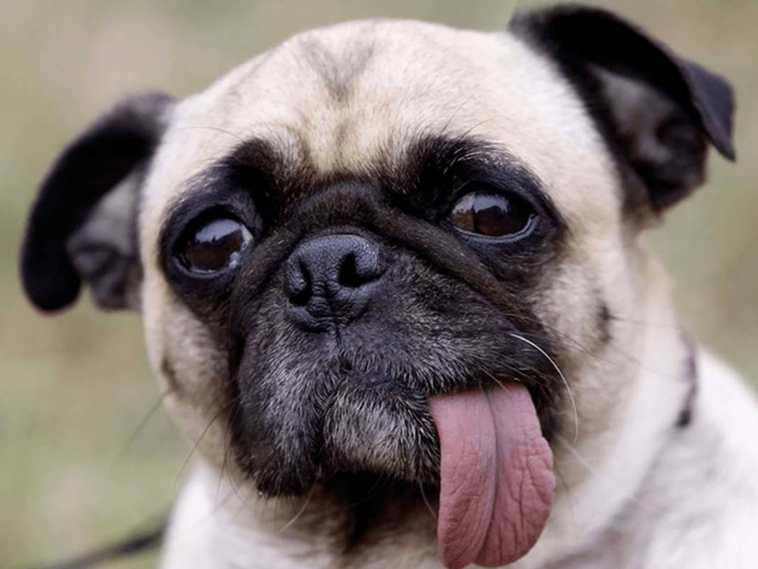 İstanbullular şikayet etmesin! Dünyanın en uzun  trafik sıkışıklığı kaç gün sürdü? 31