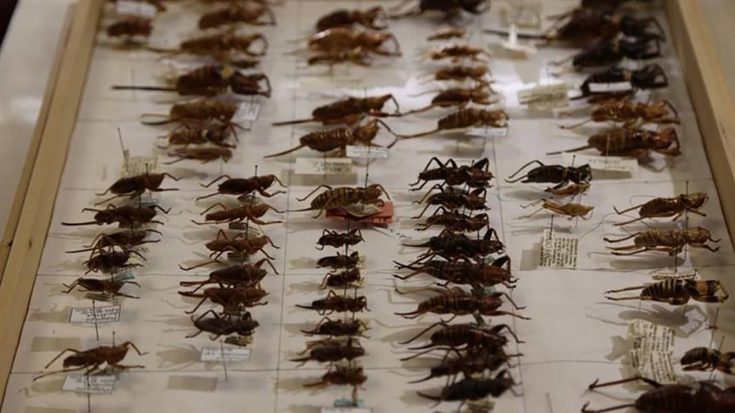 İstanbullular şikayet etmesin! Dünyanın en uzun  trafik sıkışıklığı kaç gün sürdü? 39