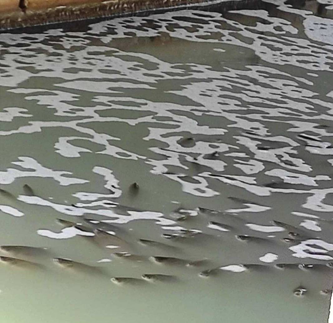 Tedirgin eden ölümler! Buradan tarlalarımızı suluyoruz... 1