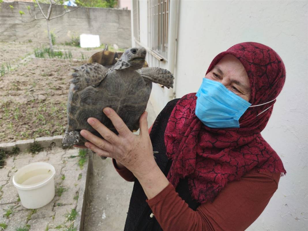 Kibrit kutusunda getirdi, 3 yıl terlik içerisinde büyüttü 1