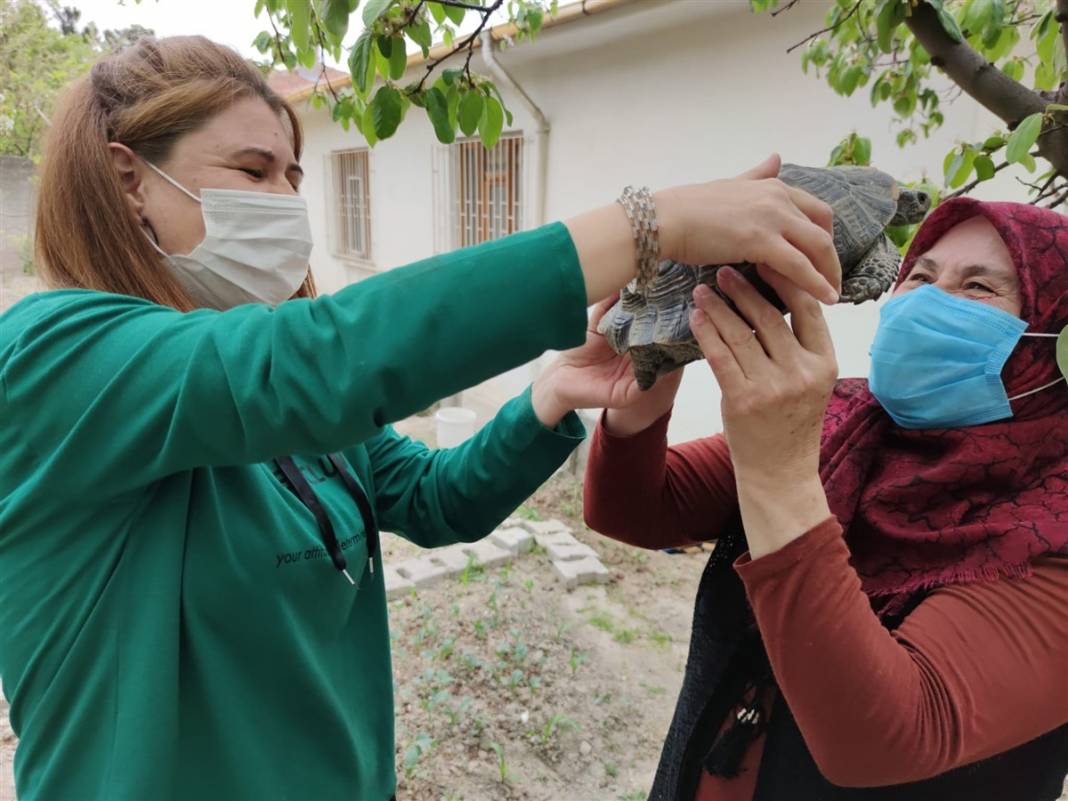 Kibrit kutusunda getirdi, 3 yıl terlik içerisinde büyüttü 3