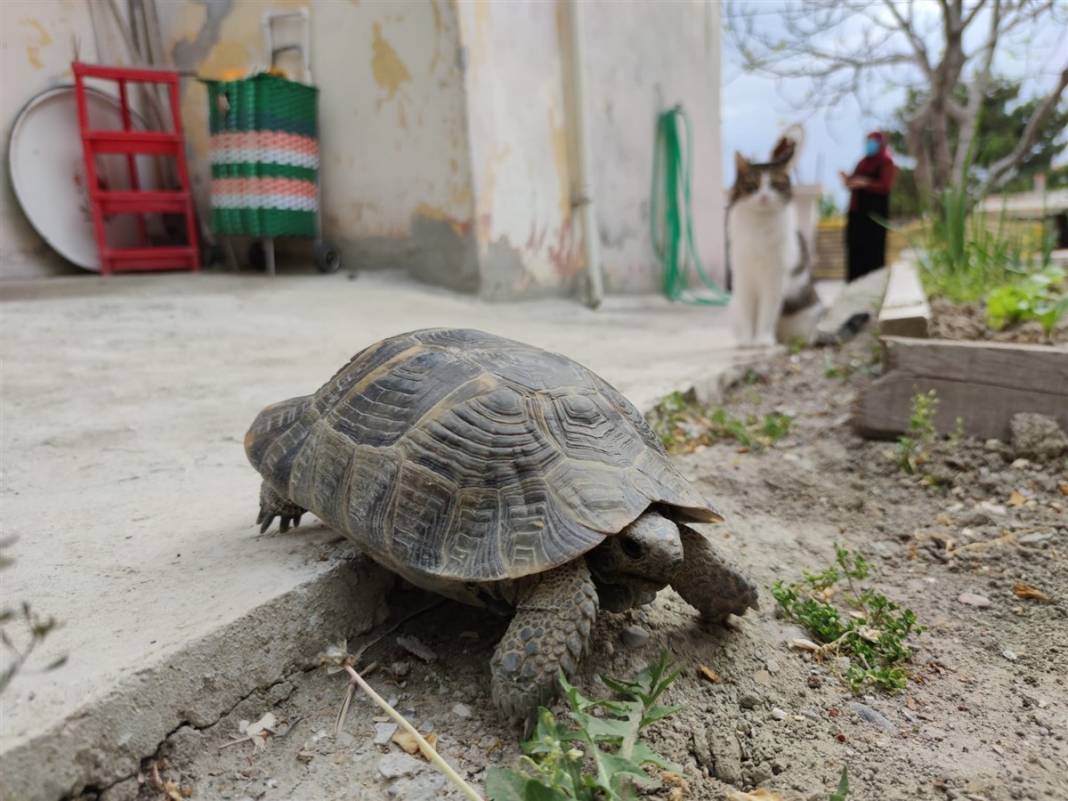 Kibrit kutusunda getirdi, 3 yıl terlik içerisinde büyüttü 4