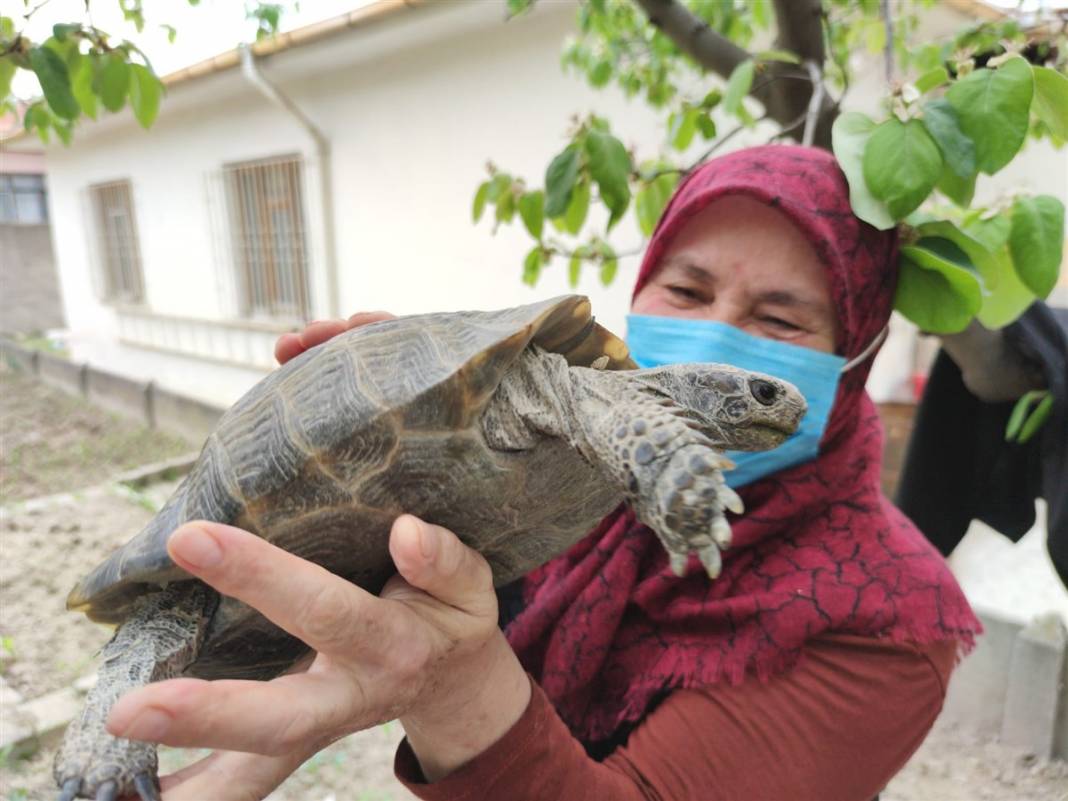 Kibrit kutusunda getirdi, 3 yıl terlik içerisinde büyüttü 5