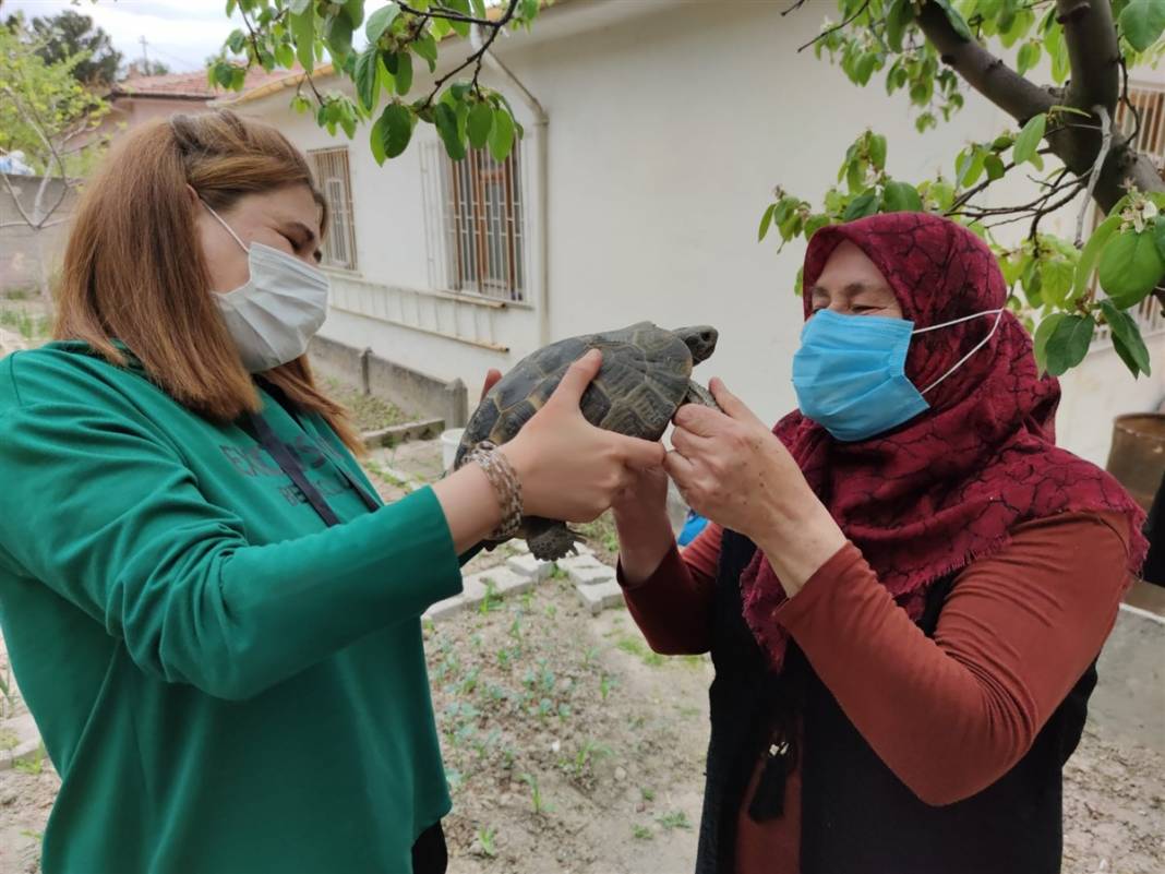 Kibrit kutusunda getirdi, 3 yıl terlik içerisinde büyüttü 7