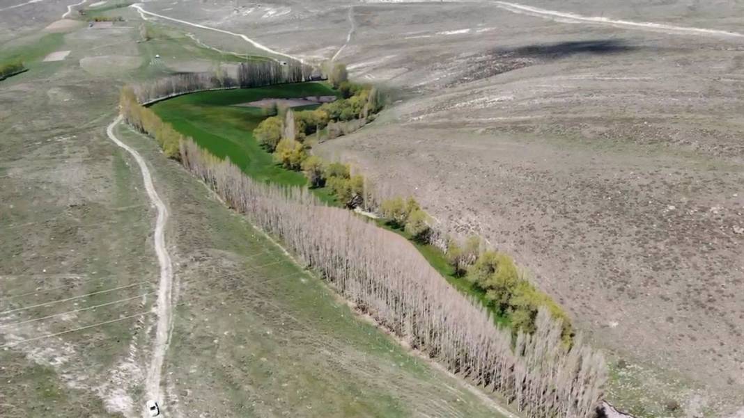 Bozkırın ortasında adeta yeşil bir vaha... Tam 60 yıldır devam ediyor 1