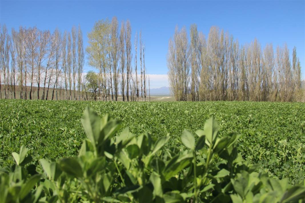 Bozkırın ortasında adeta yeşil bir vaha... Tam 60 yıldır devam ediyor 6