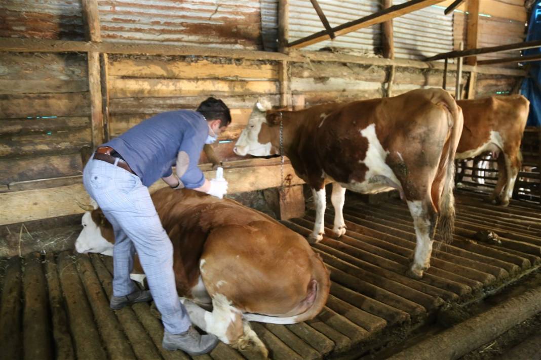 Koronavirüsten daha tehlikeli! Kabus geri döndü... 7