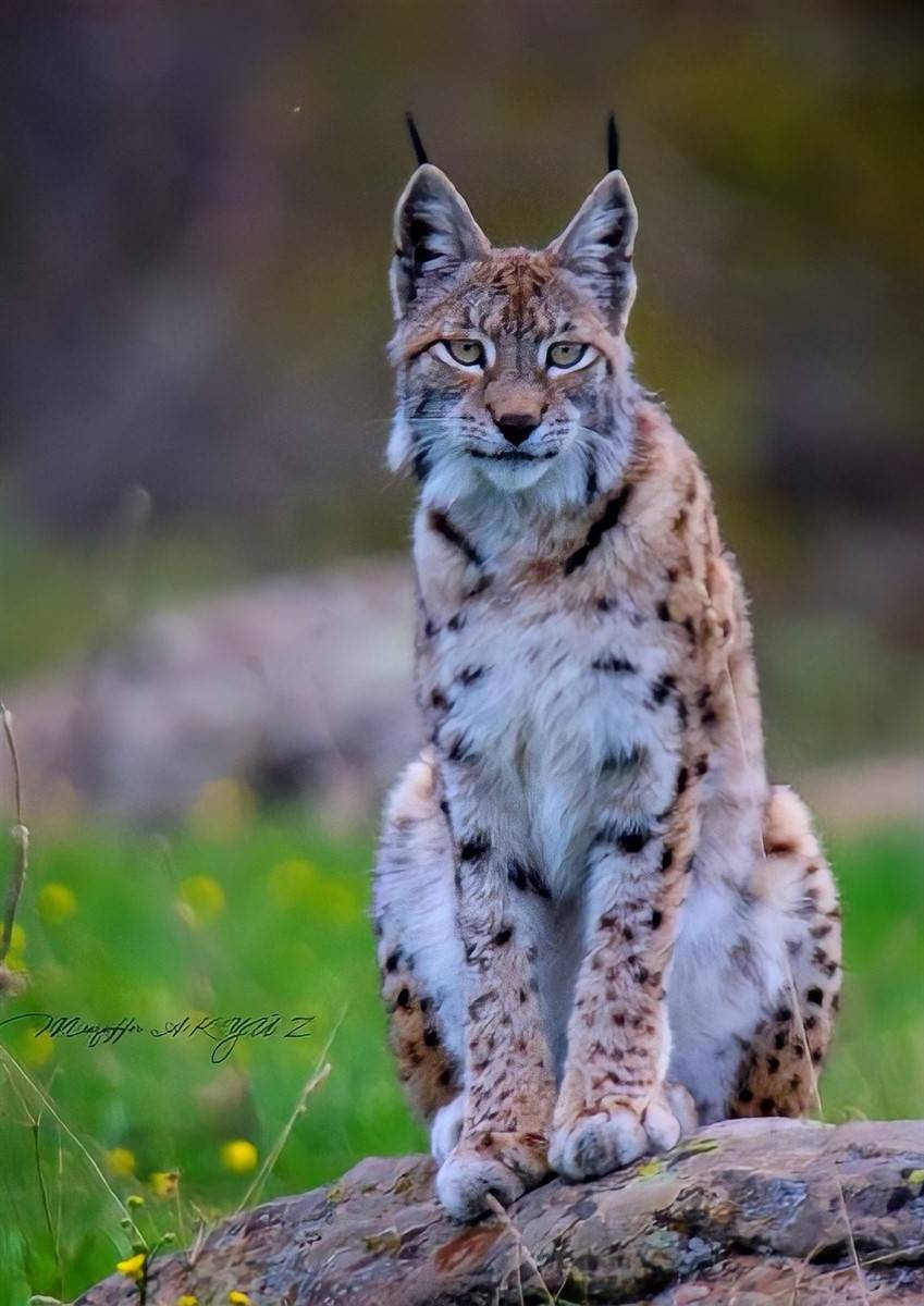 Günün en güzel karesi: Görmek bile mucizeyken poz verdi 1