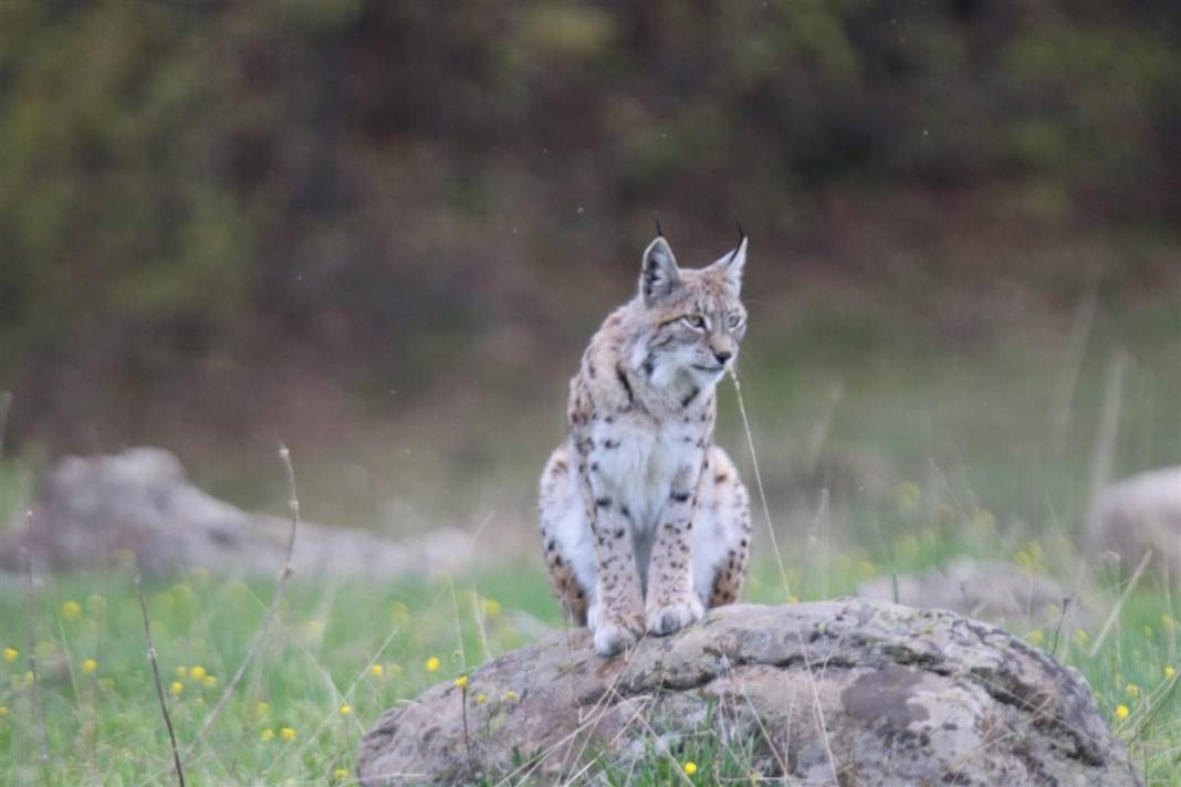 Günün en güzel karesi: Görmek bile mucizeyken poz verdi 2
