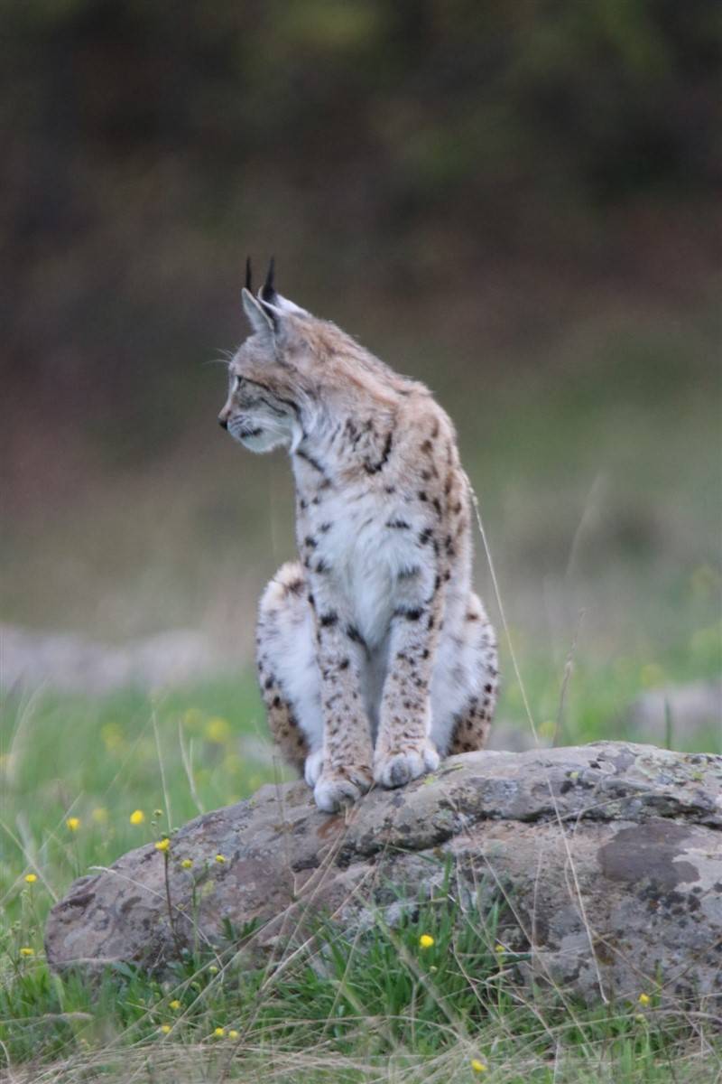 Günün en güzel karesi: Görmek bile mucizeyken poz verdi 3