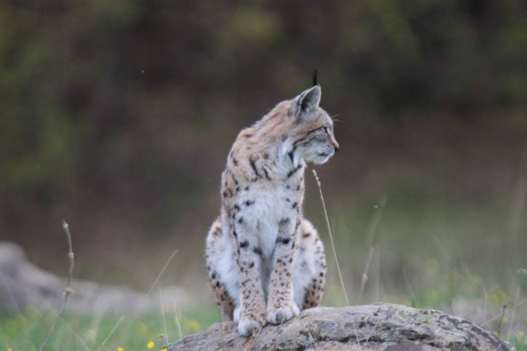Günün en güzel karesi: Görmek bile mucizeyken poz verdi 5