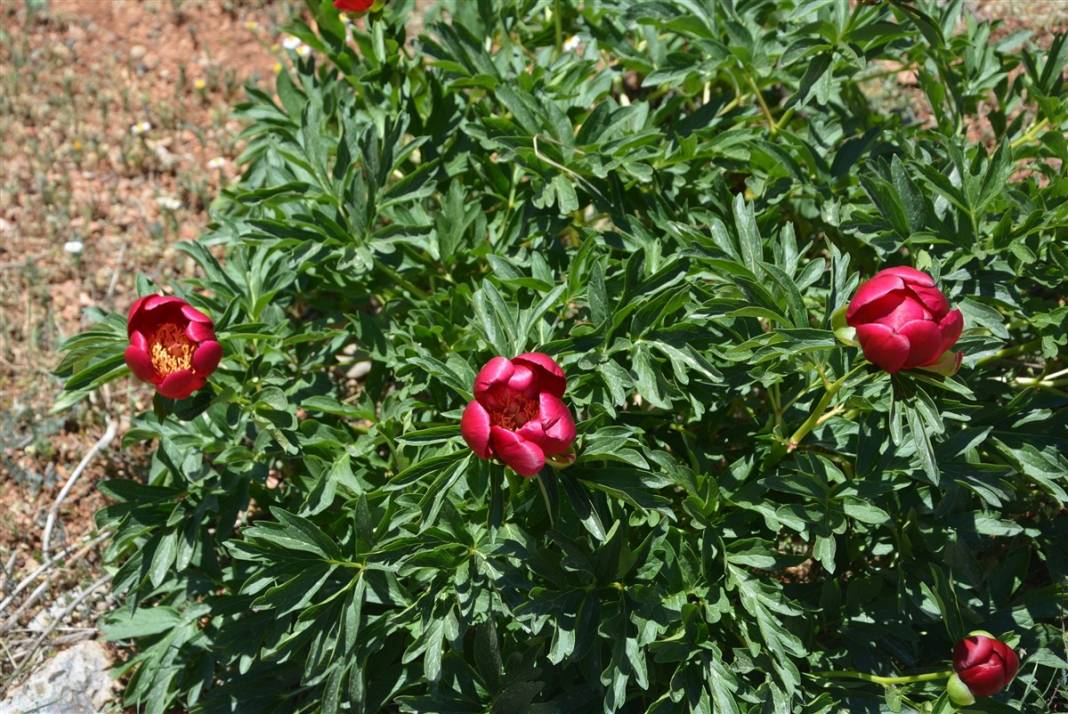 Gizli noktalara kurulan fotokapanlar devrede: Elleyene 80 bin lira ceza 2