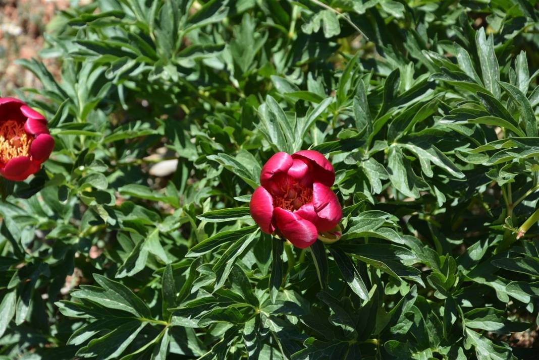 Gizli noktalara kurulan fotokapanlar devrede: Elleyene 80 bin lira ceza 3