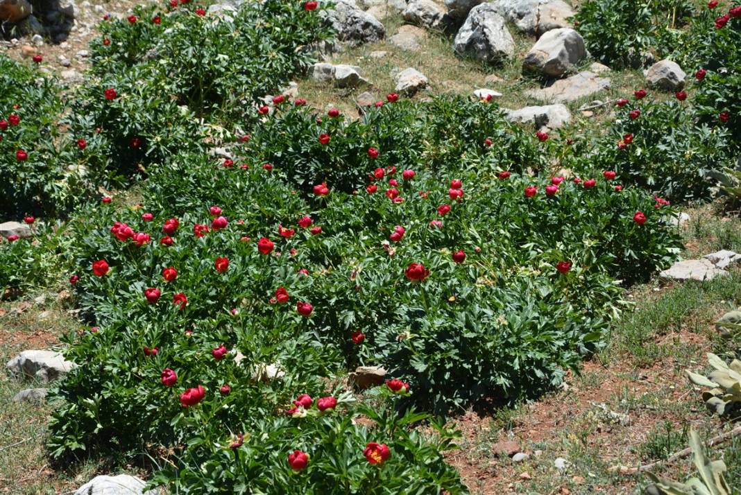 Gizli noktalara kurulan fotokapanlar devrede: Elleyene 80 bin lira ceza 4