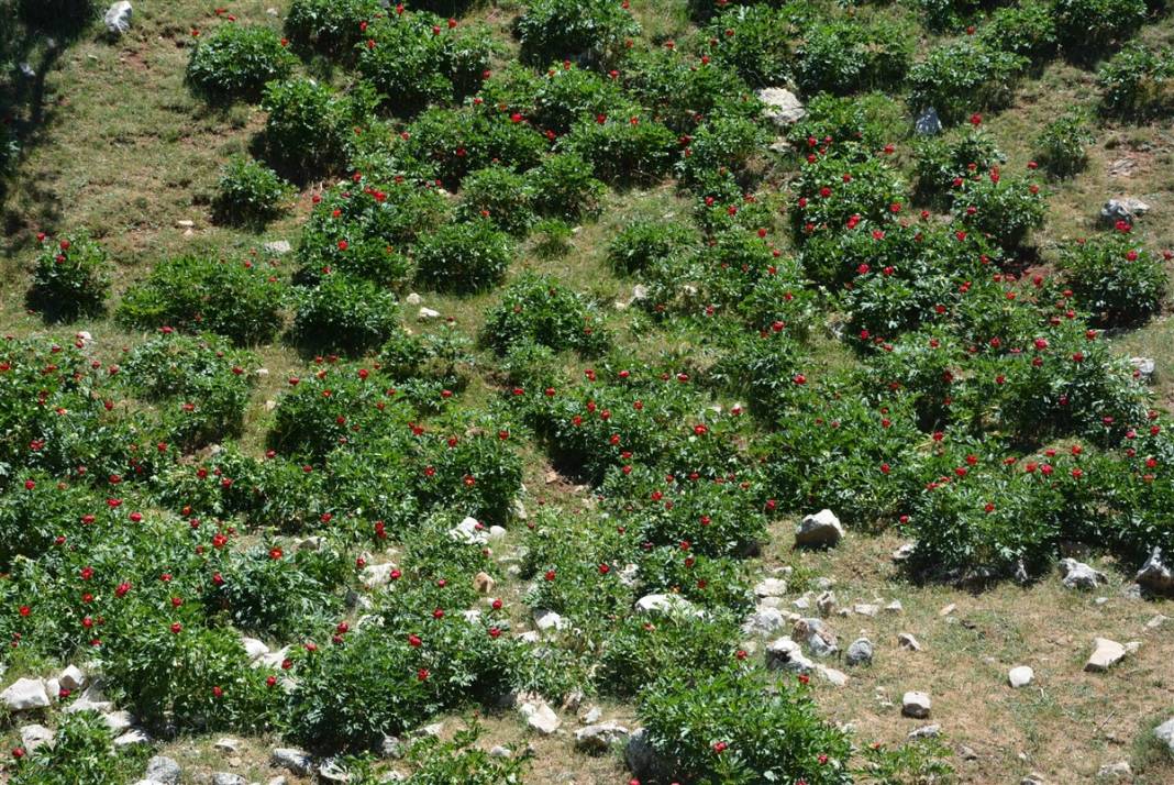 Gizli noktalara kurulan fotokapanlar devrede: Elleyene 80 bin lira ceza 5