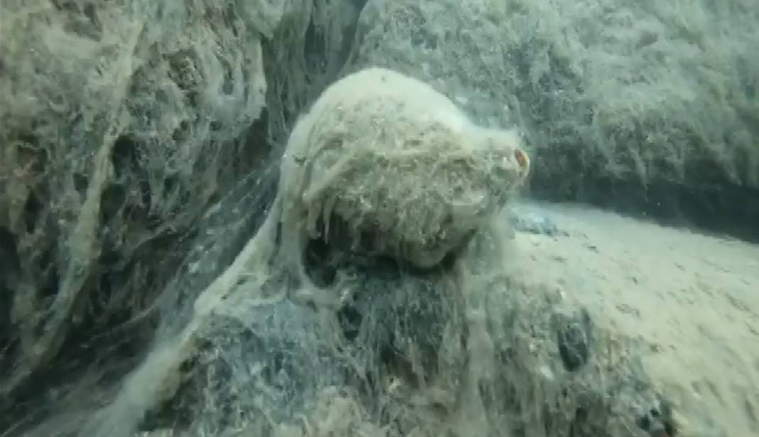 Burnumuzun dibindeki ölüm kalım savaşı 1