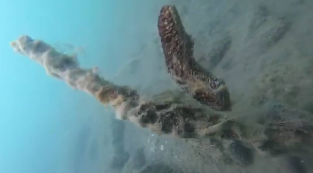 Burnumuzun dibindeki ölüm kalım savaşı 2