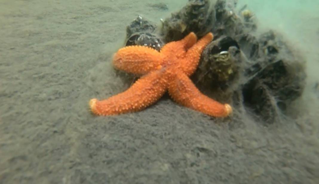 Burnumuzun dibindeki ölüm kalım savaşı 3