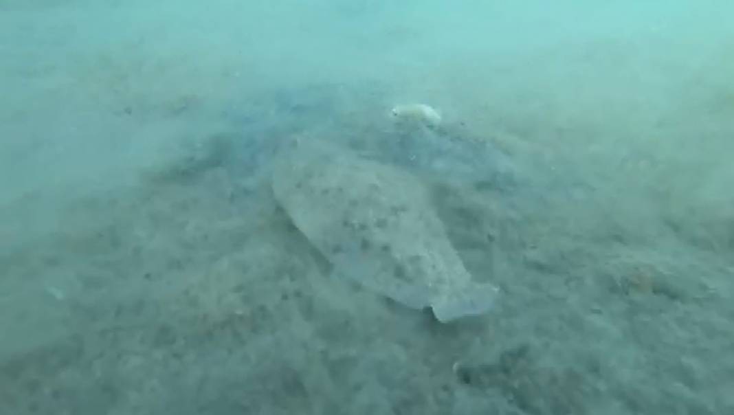 Burnumuzun dibindeki ölüm kalım savaşı 6