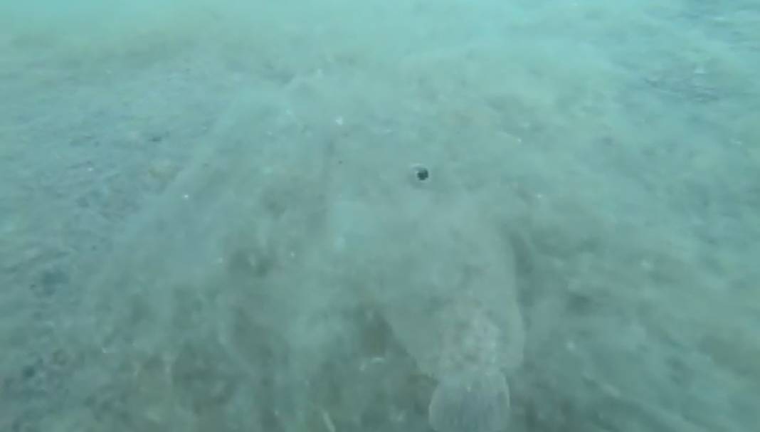 Burnumuzun dibindeki ölüm kalım savaşı 7