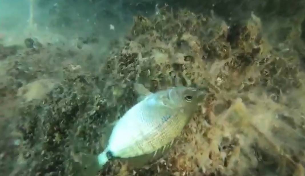 Burnumuzun dibindeki ölüm kalım savaşı 9