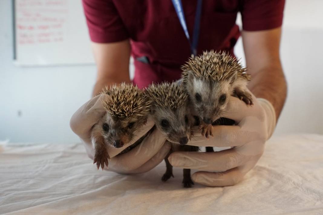 Artık emin ellerde! Hikayeleri yürek burktu 1