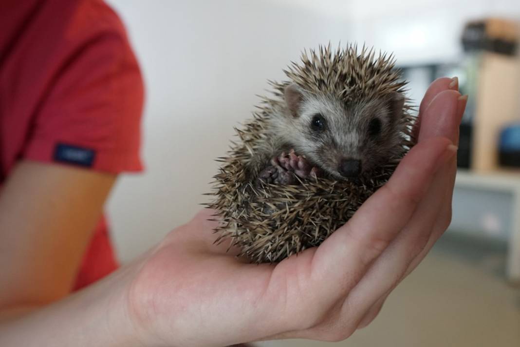 Artık emin ellerde! Hikayeleri yürek burktu 5