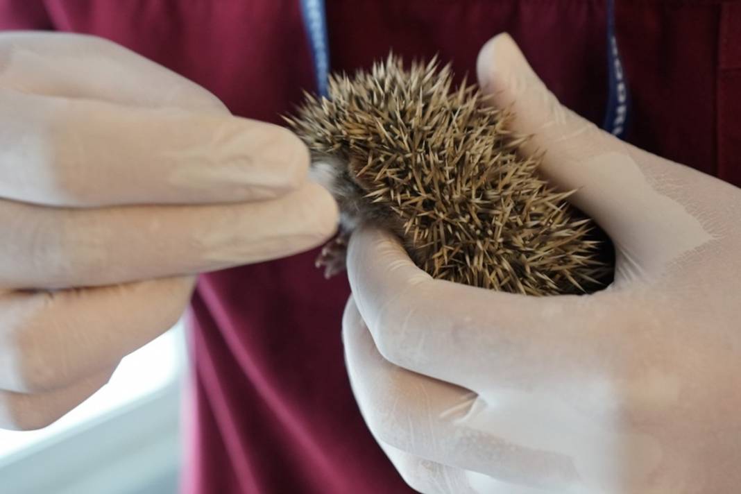 Artık emin ellerde! Hikayeleri yürek burktu 6