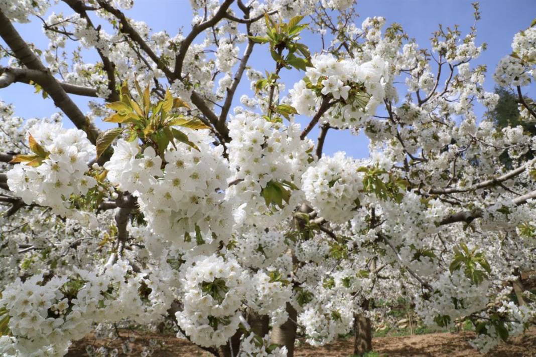 İngiliz kraliyet ailesinin tercihi 1
