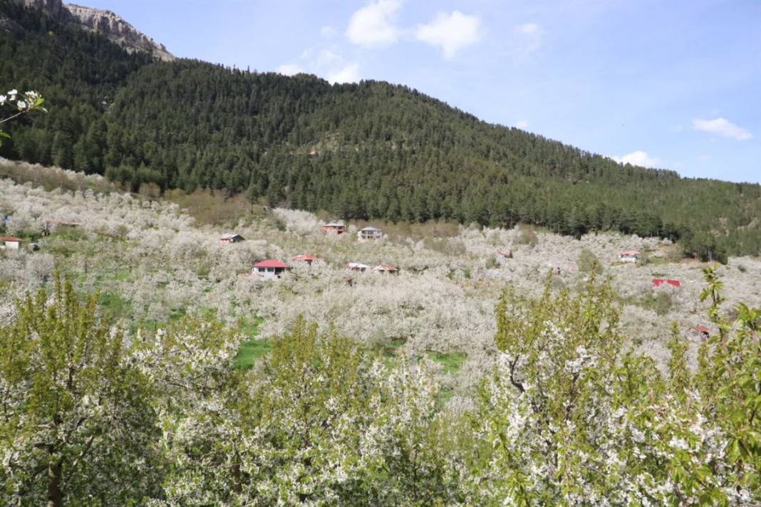 İngiliz kraliyet ailesinin tercihi 8