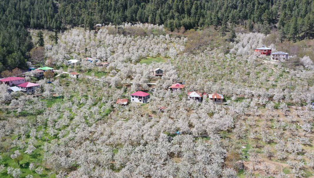 İngiliz kraliyet ailesinin tercihi 9