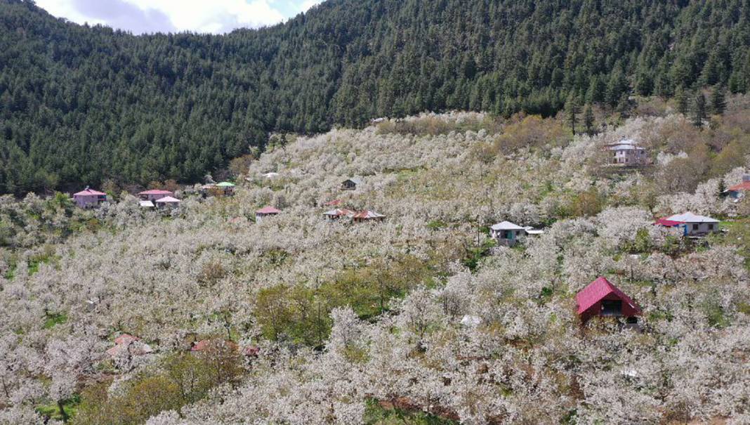 İngiliz kraliyet ailesinin tercihi 12